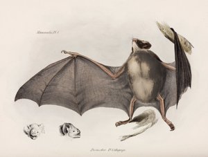Vampirfledermaus, Südamerika, ca. 1832-1836