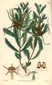 Variete von Brachystelma (Brachystelma crispum) - Illustration von William Jackson Hooper (1785-1865), Stich von Swan, für das botanische Magazin von William Curtis von Unbekannter Künstler