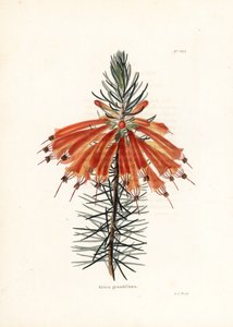 Varietät der Heide - Lithographie von George Cooke, für das britische Magazin Conrad Loddiges Botanical Cabinet (1738-1826)