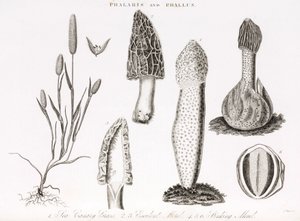 Verschiedene Gräser Phalaris aquatica und Morchelpilze von Unbekannt