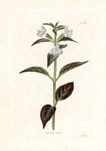 Varietät der Mimule - Lithographie von George Cooke, für die britische Zeitschrift Conrad Loddiges (1738-1826) von Unbekannter Künstler