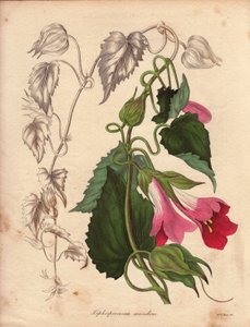 Varietät des Lophospermum (L.Scandens). Illustration von Mr. Bates in der Sammlung von Charles Tayleure
