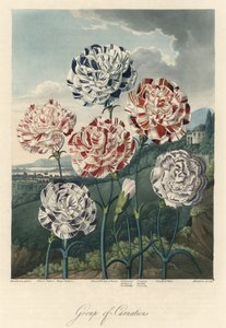 Sorten von Nelken (oder Floristennelken oder Gewürznelken). Radierung, aus The Temple of Flora, von Dr. Robert Thornton (1768-1837). von Unbekannter Künstler