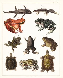 Verschiedene Amphibien, Frösche und Schildkröten von Unbekannter Künstler