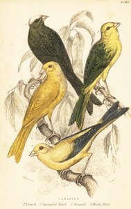 Verschiedene Kanarienvögel, Serinus canaria domestica (Stich)