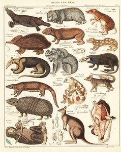 Verschiedene Beuteltiere (Lithografie)