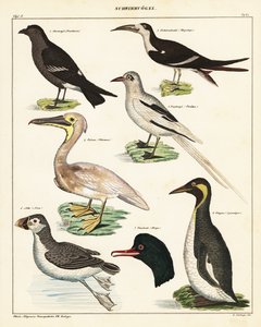 Verschiedene Seevögel (Lithographie)