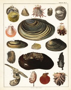 Verschiedene Muscheln, Mollusken (Lithographie)