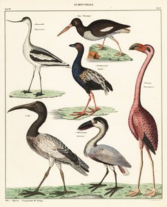 Verschiedene Watvögel (Lithographie) von Unbekannter Künstler