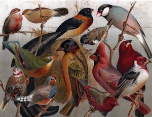 Verschiedene Vögel, um 1900 (Gravur)