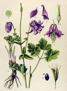 Giftige Pflanze: Gewöhnliche Akelei (Aquilegia vulgaris)