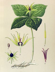 Giftige Pflanze: Vierblättrige Einbeere (Paris quadrifolia)