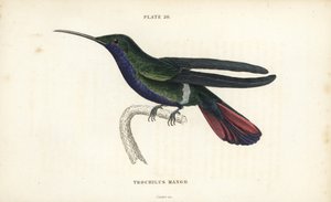 Veraguan-Mango, Anthracothorax veraguensis (Mango-Kolibri, Trochilus mango). Handkolorierter Stahlstich von William Lizars aus Sir William Jardines Naturalist