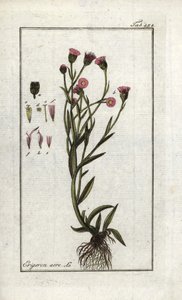 Scharfer Berufkraut (Erigeron acris). Lithographie aus „Afbeelding der Artseny-Gewassen“ von Johannes Zorn (1739-1799), Niederlande von Unbekannter Künstler