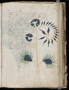 Voynich-Manuskript Folio 56r, ca. 1500 von Unbekannt
