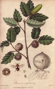 Wales-Eiche (Quercus infectoria) - Illustration aus „Medical Botanical, Description of the Medicinal Plants of London, Edinburgh and Dublin“ von John Stephenson und James Morss Churchill