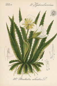 Wasseraloe - Wassersoldat, Stratiotes aloides. Handkolorierte Lithographie aus Diederich von Schlechtendals Deutsche Flora (Flora von Deutschland), Jena