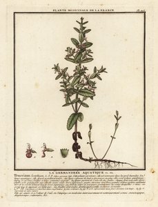 Wasser-Gamander, Teucrium scordium