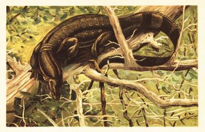 Wasserwaran, Varanus salvator. 1908 (Lithografie)