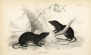 Wasserspitzmaus, Neomys fodiens. Handkolorierter Stahlstich von Lizars nach einer Illustration von James Stewart aus William Jardines Naturbibliothek, Edinburgh von Unbekannter Künstler