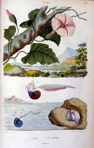 Wasserschnecke; Botanische und zoologische Illustration von F. E. Guérin. Aus Dictionnaire pittoresque d