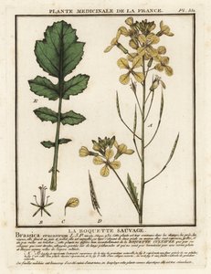 Wasserkresseblättrige Rauke, Erucastrum nasturtiifolium von Unbekannter Künstler