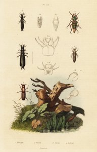Rüsselkäfer und Laufkäfer