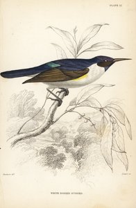 Westlicher Purpur-Rückensonnenvogel, Anthreptes longuemarei (Weißbauch-Sonnenvogel, Anthreptes leucosoma). Handkolorierter Stahlstich von William Lizars nach William Swainson aus Sir William Jardine