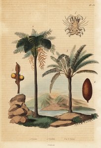 Wal-Laus, Cyamus ovalis 1, Westindischer Baumfarn, Cyathea arborea 2, und Japanische Sagopalme, Cycas revoluta 3-5 von Unbekannt