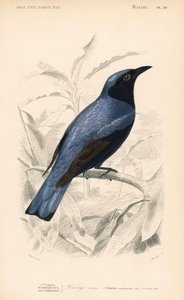 Weißbauchdrongo, Dicrurus caerulescens. Handkolorierter Stich von Fournier nach einer Illustration von Edouard Travies aus Charles d