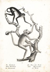 Weißbauch-Spinnenaffe, Ateles belzebuth (gefährdet), und Nördlicher Muriqui, Brachyteles hypoxanthus (Ateles hypoxanthus), kritisch gefährdet. Lithographie von Karl Joseph Brodtmann aus Heinrich Rudolf Schinz