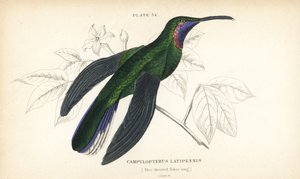 Weißschwanz-Säbelwing, Campylopterus ensipennis (Blaukehl-Säbelwing, Trochilus latipennis). Handkolorierter Stahlstich von William Lizars aus Sir William Jardines Naturalist