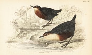 Wasseramsel, Cinclus cinclus. 1889 (Gravur) von Unbekannter Künstler