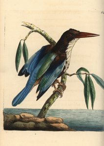 Weißkehliger Eisvogel, Halcyon smyrnensis (Smyrna-Eisvogel, Alcedo smyrnensis). Illustration gezeichnet und graviert von Richard Polydore Nodder. Handkolorierter Kupferstich aus George Shaw und Frederick Nodder