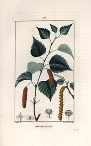 Weißbirke oder Warzenbirke - Gravur von Lambert fils, nach einer Zeichnung von Pierre Jean Francois Turpin (1775-1840), aus „La flore medicale, de Chaumeton, Poiret et Chamberet“, Paris 1830 - Hängebirke, Betula pendula, mit Blatt, Kätzchen und Samen
