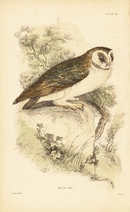 Schleiereule oder Schleiereule, Tyto alba, auf einem Felsen sitzend. 1889 (Gravur) von Unbekannter Künstler