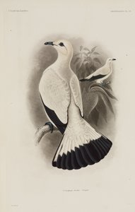 Weiße Taube