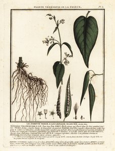 Weiße Schwalbenwurz, Vincetoxicum hirundinaria