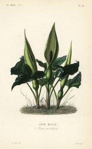 Gefleckter Aronstab, Arum maculatum