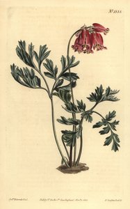 Wildes Tränendes Herz, Dicentra formosa von Unbekannt