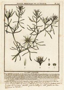 Steppenraute, Peganum harmala