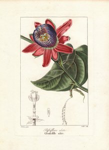 Geflügelte Passionsblume, Passiflora alata, heimisch in Brasilien. Handkolorierter Punktstich auf Kupfer von Goulet nach einer botanischen Illustration von Pancrace Bessa aus Mordant de Launay