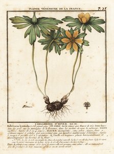 Winterling, Eranthis hyemalis von Unbekannter Künstler