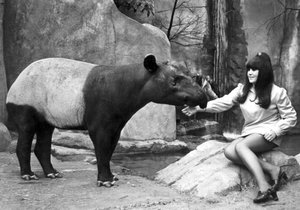 Frau füttert einen Tapir, Belle Vue Zoo, Manchester, April 1970