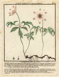 Buschwindröschen, Anemone nemorosa