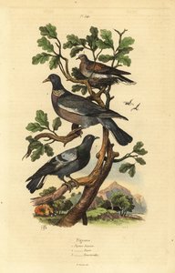 Ringeltaube, Columba palumbus, Stadttaube, Columba livia und Turteltaube, Streptopelia risoria