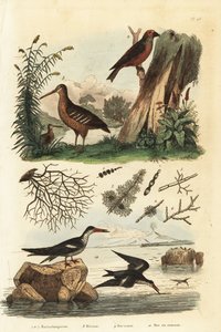 Waldschnepfe, Scolopax rusticola, Fichtenkreuzschnabel, Loxia curvirostra, und Schwarzmantel-Scherenschnabel, Rynchops niger