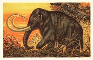Wollmammut, Mammuthus primigenius