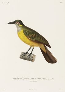 Gelbwangen-Philedon, Neuguinea