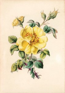 Gelbe Brombeerrose, Rosa lutea, aus Robert Tyas